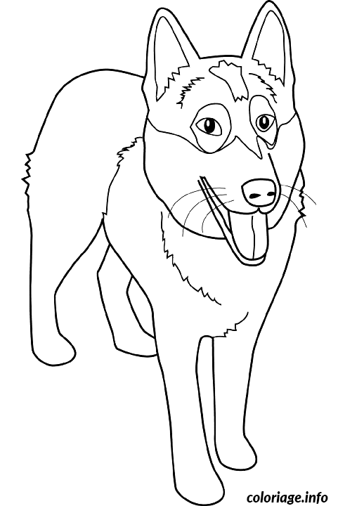 Coloriage Dessin chien alaskan malamute - Dessin à imprimer
