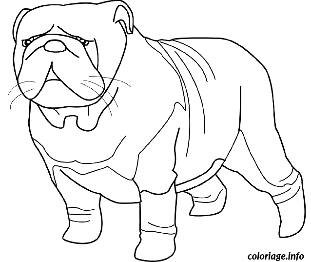 Coloriage Dessin chien bulldog - Dessin à imprimer
