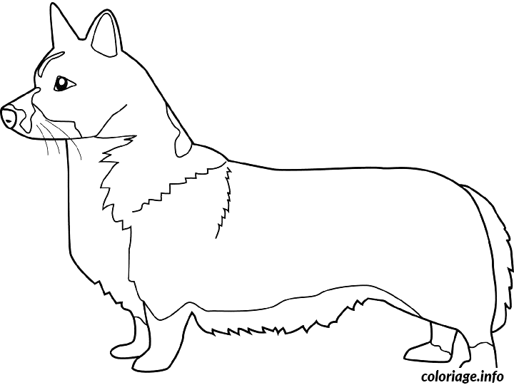 Coloriage Dessin chien corgi gallois - Dessin à imprimer