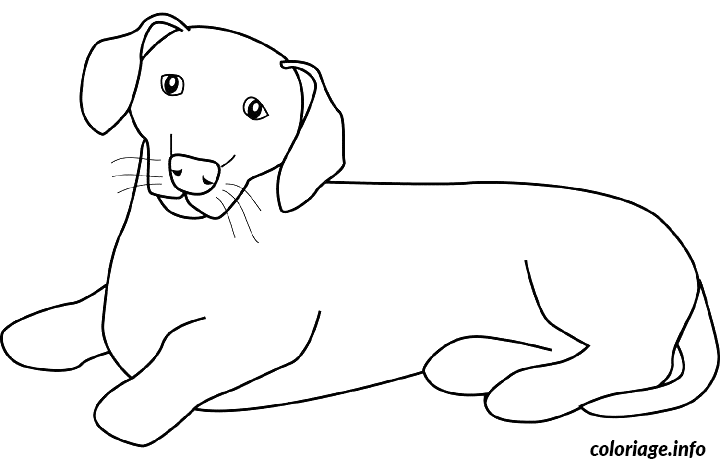 Coloriage Dessin chien dachsund - Dessin à imprimer