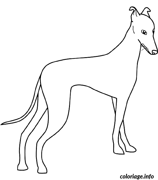 Coloriage Dessin chien greyhound - Dessin à imprimer