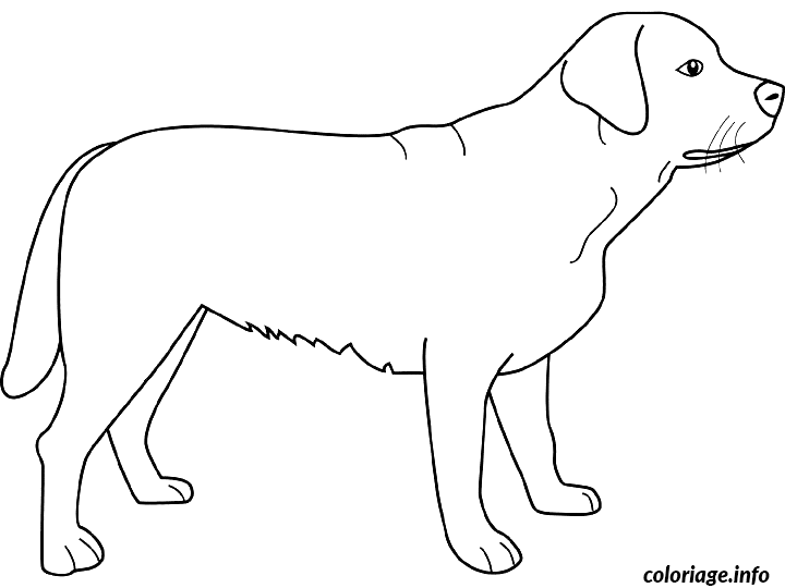 Coloriage Dessin chien labrador - Dessin à imprimer