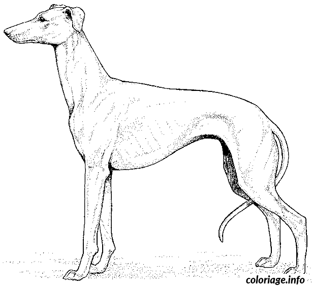 Coloriage Dessin chien levrier - Dessin à imprimer