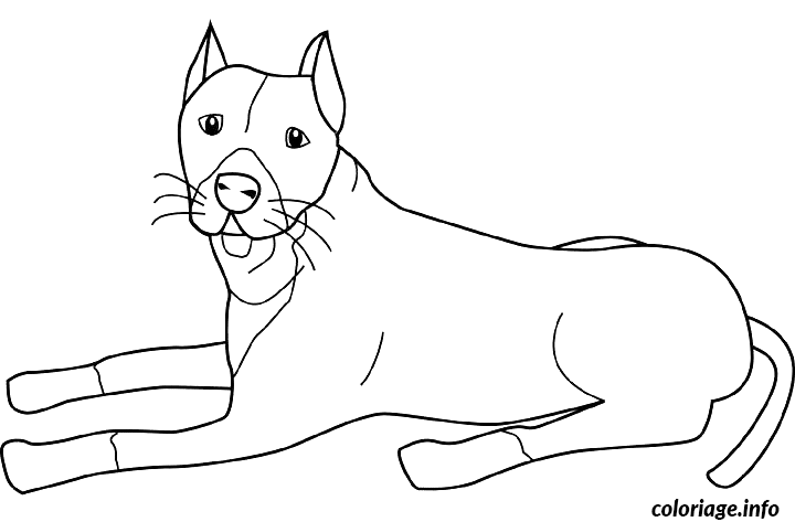 Coloriage Dessin chien pit bull - Dessin à imprimer