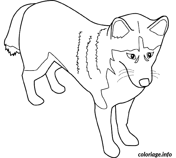 Coloriage Husky de l'Alaska portrait animal - Dessin à imprimer