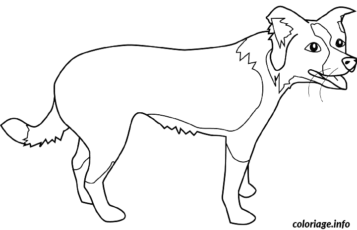 Coloriage Dessin chien border collie - Dessin à imprimer