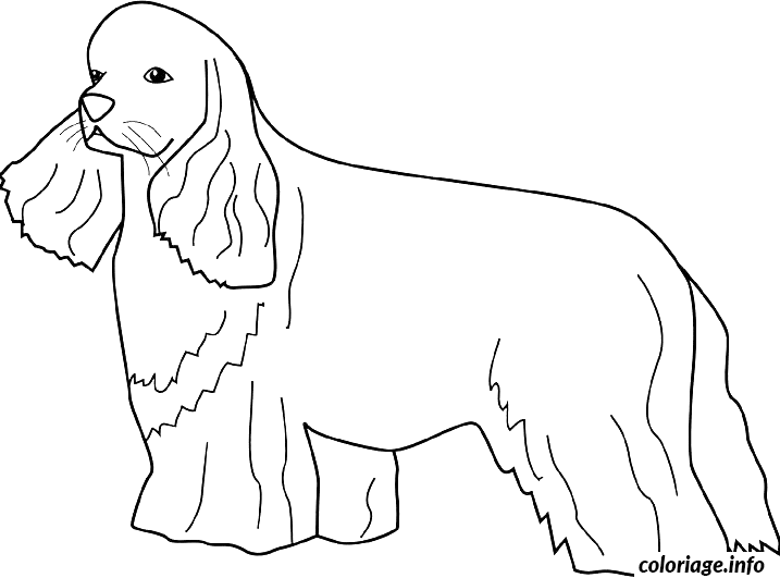 Coloriage Dessin chien cocker - Dessin à imprimer