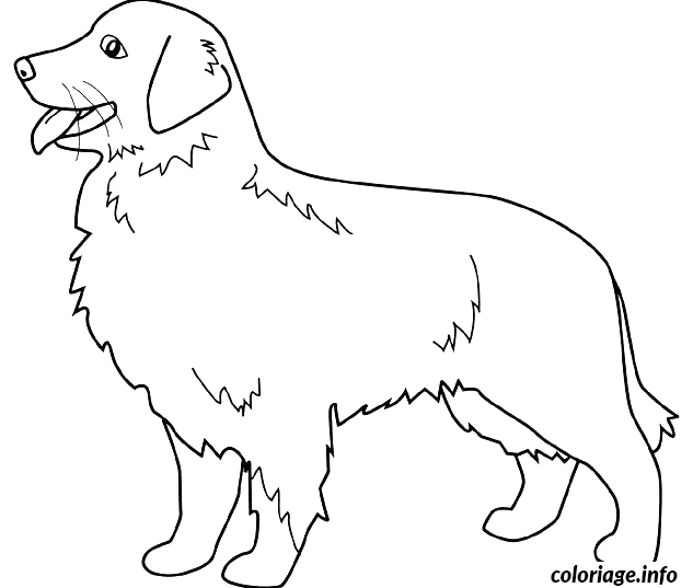 Coloriage Dessin chien golden retriever - Dessin à imprimer