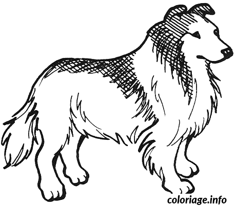 Coloriage Dessin chien lassie - Dessin à imprimer