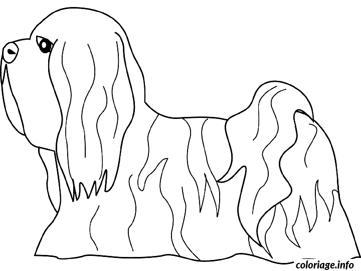Coloriage Dessin chien lhasa apso - Dessin à imprimer