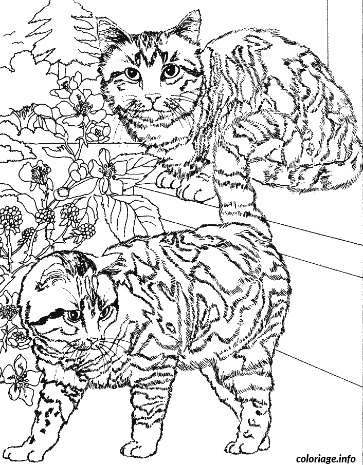 Two Cats on the Steps coloring page to print
