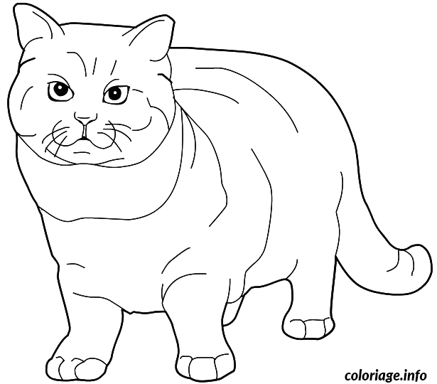 British Shorthair Cat coloring page to print