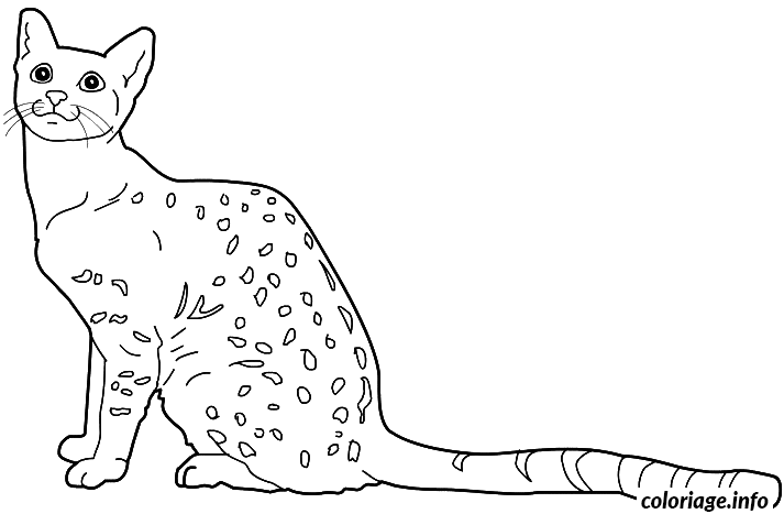 Egyptian Mau Cat coloring page to print