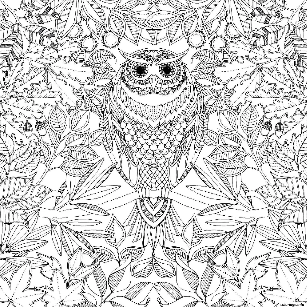 Coloriage Hibou majestueux dans la forêt enchantée - Adulte à imprimer