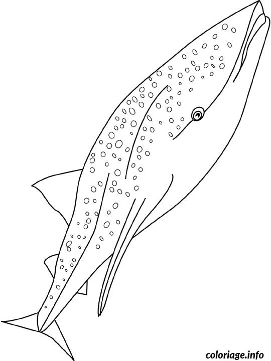 Coloriage Baleine requin - Baleine à imprimer