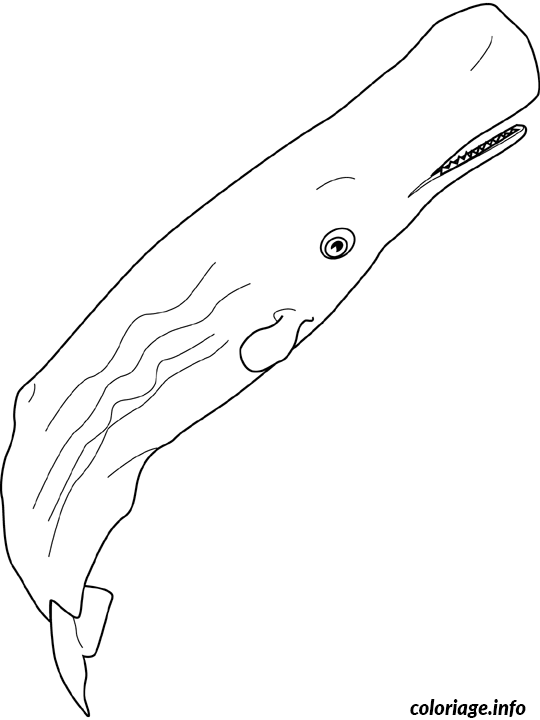 Coloriage Baleine sperm - Baleine à imprimer