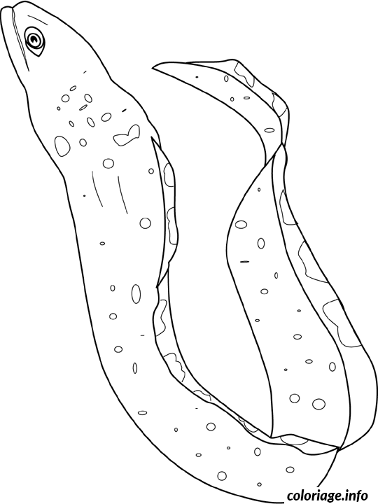 Coloriage Moray eel - Poisson à imprimer