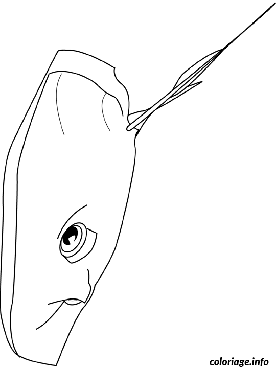 Coloriage Pastenague - Non classé à imprimer