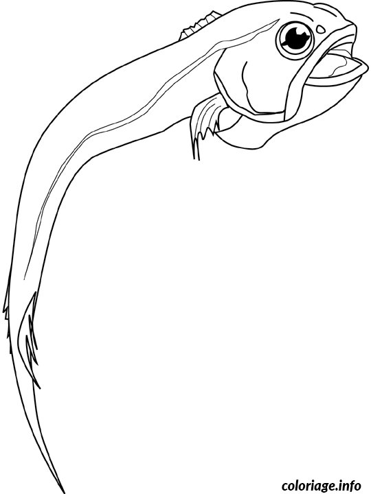 Coloriage Rattail fish - Non classé à imprimer