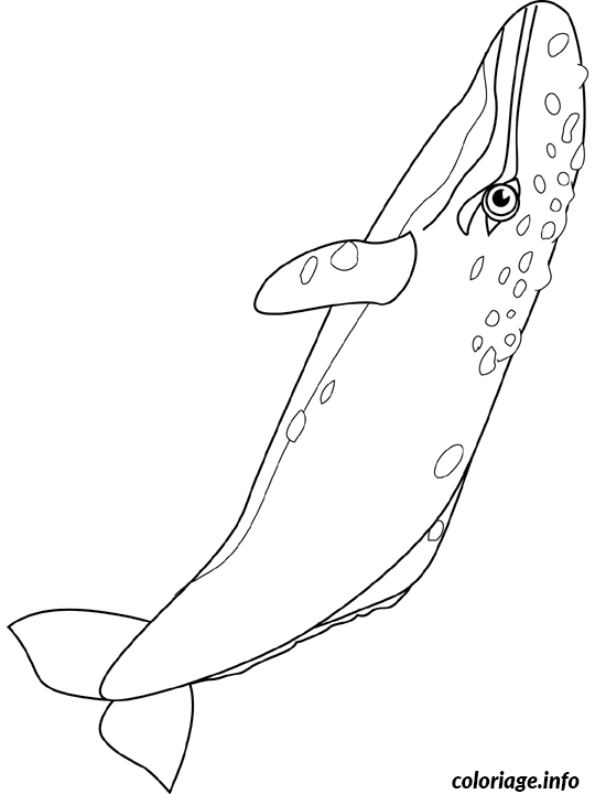 Coloriage Gray whale - Non classé à imprimer