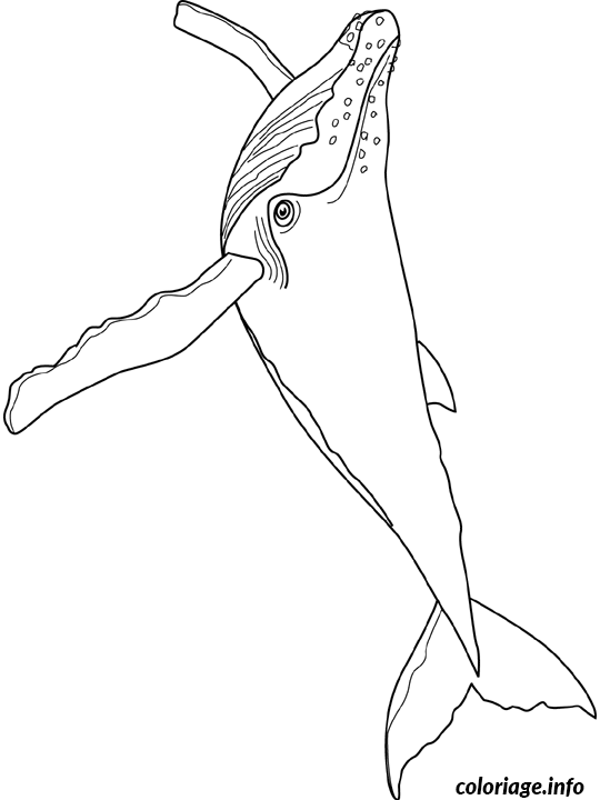 Coloriage Baleine humpback - Baleine à imprimer