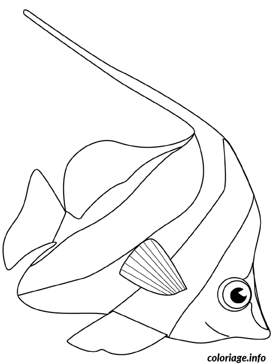 Coloriage Squatine - Non classé à imprimer