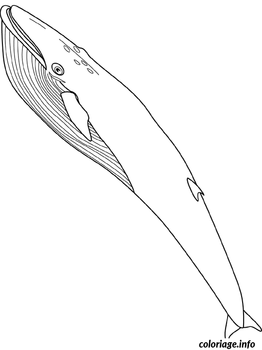 Coloriage Baleine bleu - Baleine à imprimer