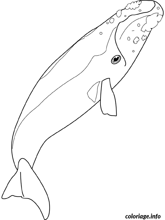 Coloriage Right whale - Non classé à imprimer