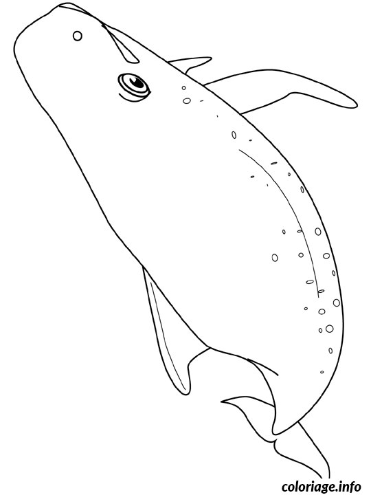 Coloriage Baleine - Baleine à imprimer