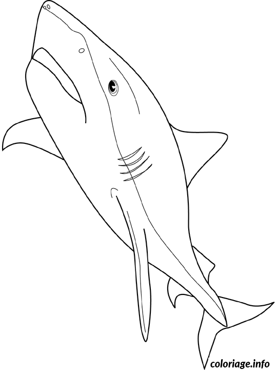 Disegno di Squalo tigre da stampare