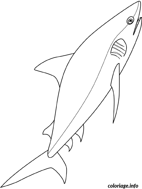 Coloriage Requin - Requin à imprimer