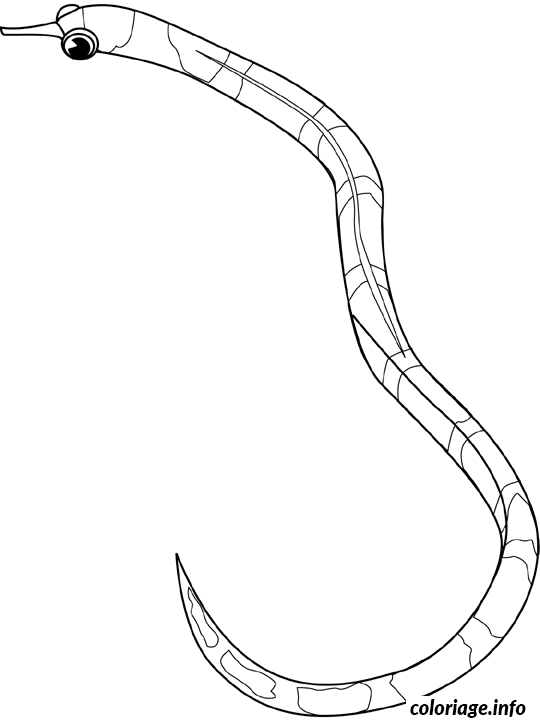Coloriage Banded pipefish - Poisson à imprimer