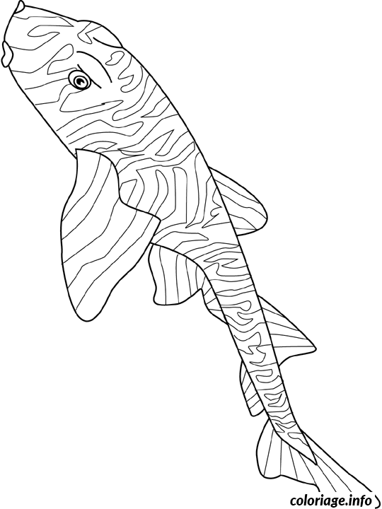 Coloriage Zebra bullhead shark - Poisson à imprimer