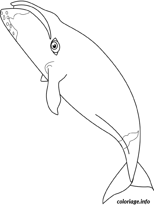 Coloriage Baleine bowhead - Baleine à imprimer