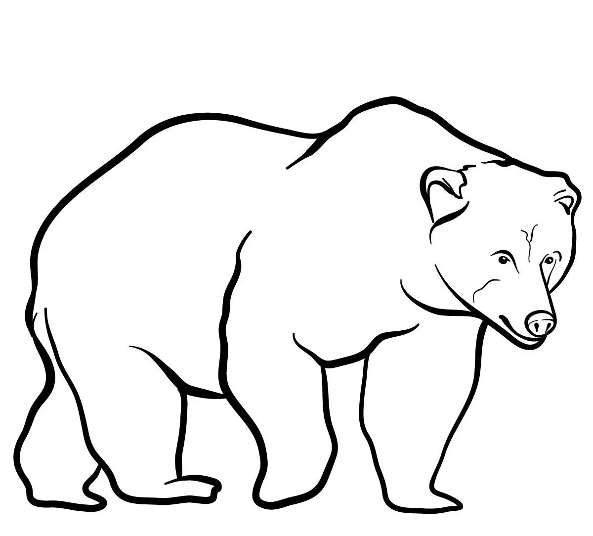 Ausmalbild Braunbär zum Ausdrucken