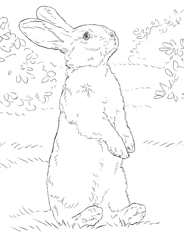 Coloriage Animaux Lapin Réaliste - Lapin à imprimer