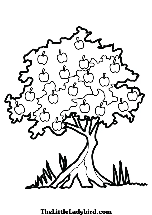 Coloriage Bouleau gracieux avec feuillage abondant - Arbre à imprimer