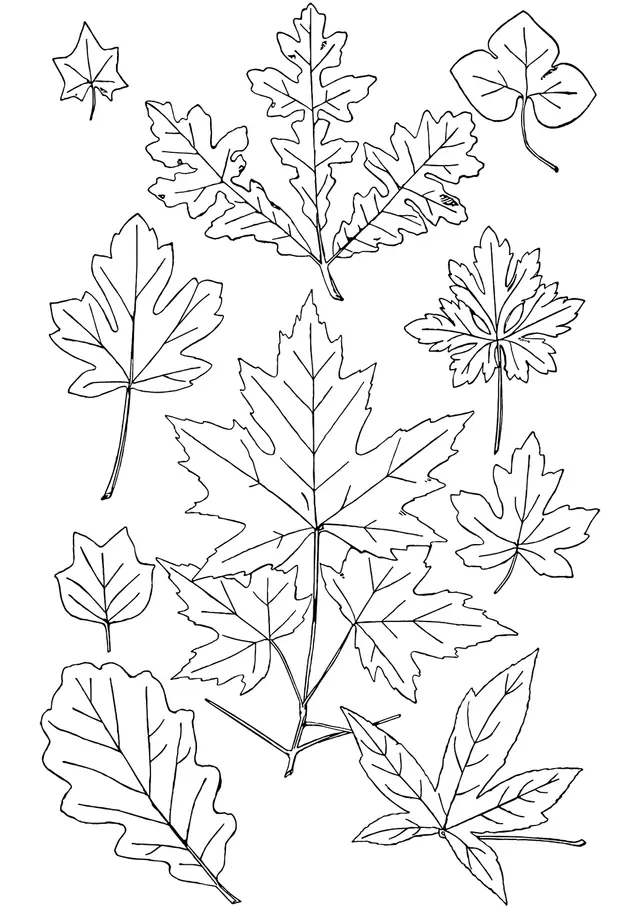 Coloriage Automne Feuilles - Feuille automne à imprimer