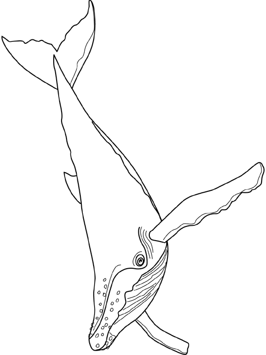 Coloriage Baleine A Bosse - Baleine à imprimer