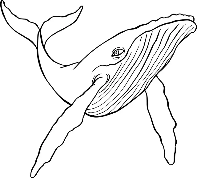 Humpback Whale coloring page to print