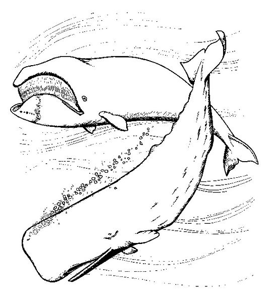 Coloriage Baleines - Animaux à imprimer