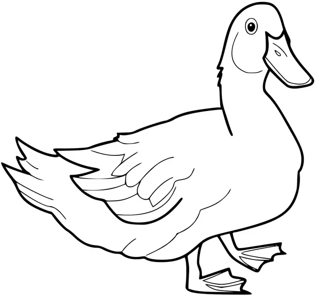 Coloriage Canard Réaliste - Canard à imprimer