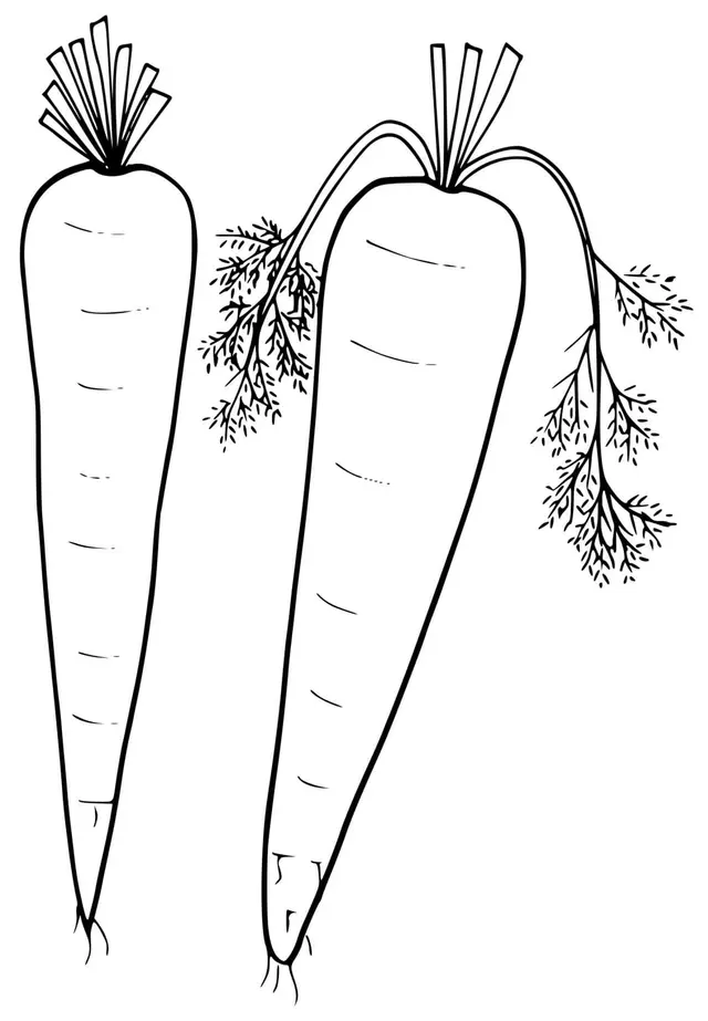 Coloriage Carotte Fraiche - Carotte à imprimer