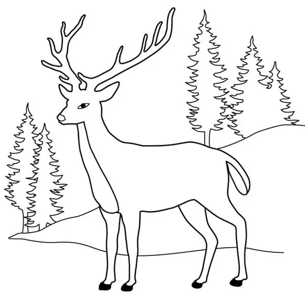 Coloriage Cerf Dans La Nature Avec Des Sapins - Cerf biche faon à imprimer