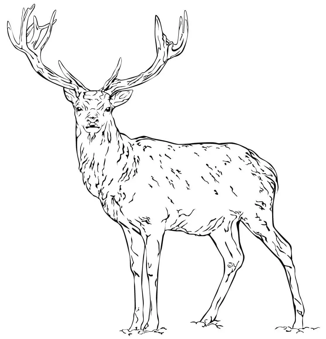 Coloriage Cerf Dans La Nature Réaliste - Cerf biche faon à imprimer