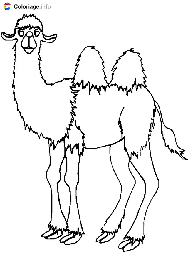 Coloriage Chameau qui te regarde - Chameau à imprimer