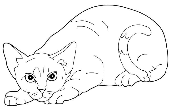 Coloriage Chat Devon Rex - Chat à imprimer
