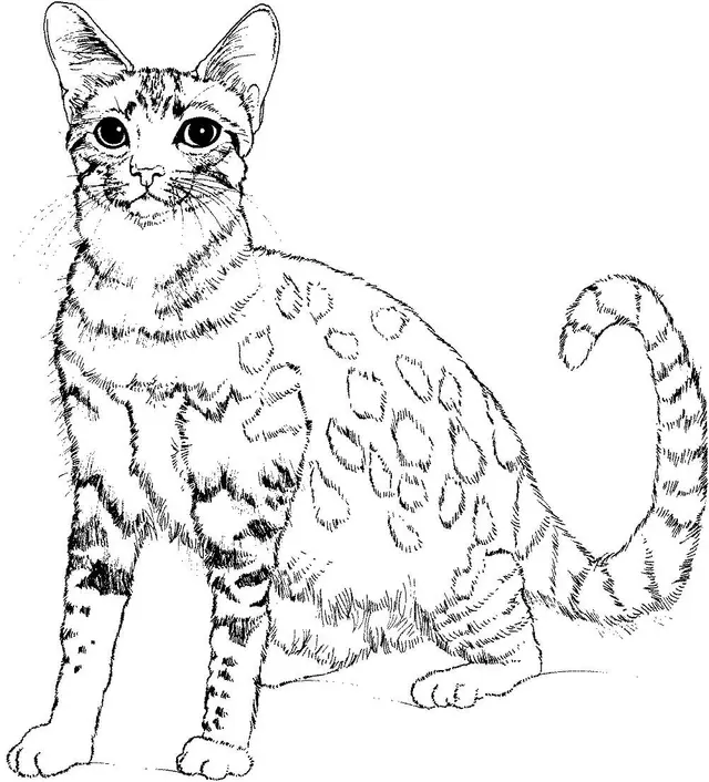 Coloriage Chat Réaliste - Chat à imprimer