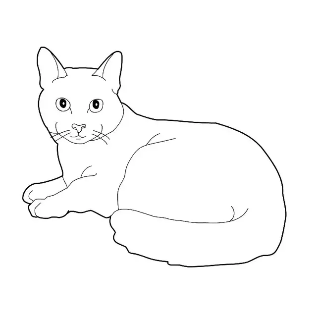 Coloriage Chaton Maine Coon - Chat à imprimer