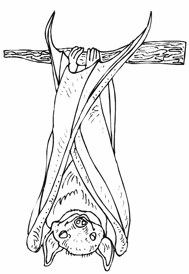 Coloriage Chauve Souris A L'Envers Sur Une Branche - Halloween chauve souris à imprimer